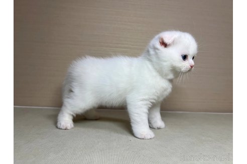 成約済の茨城県のスコティッシュフォールド(折れ耳)-102838の3枚目